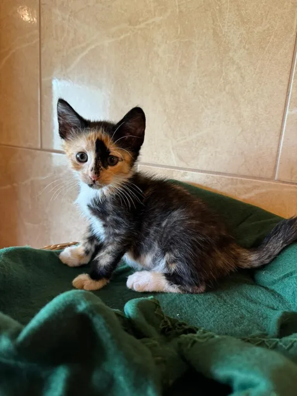 Kot do adopcji, Korabiewice, 28 lipca 2024 (2/3)