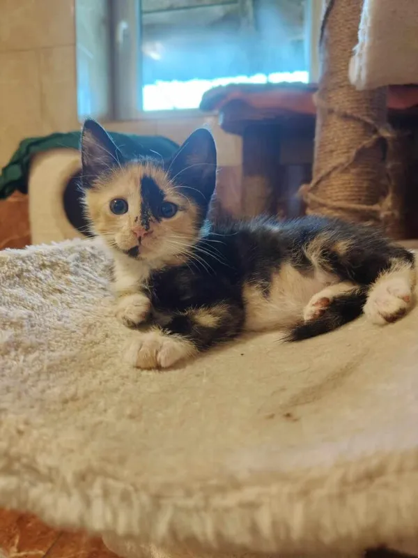 Kot do adopcji, Korabiewice, 28 lipca 2024 (3/3)