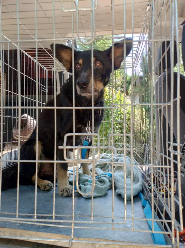 Pies do adopcji, Orzechowce, 29 lipca 2024 (1/5)