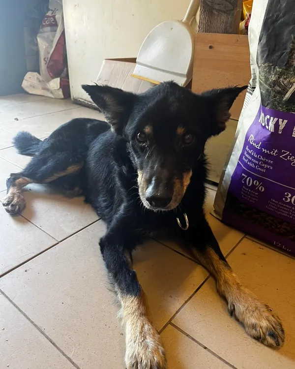 Pies do adopcji, Orzechowce, 29 lipca 2024 (2/5)