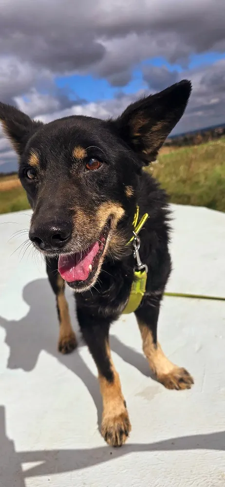 Pies do adopcji, Orzechowce, 29 lipca 2024 (4/5)