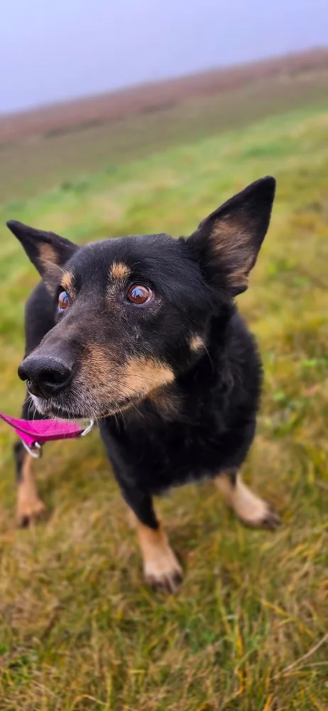 Pies do adopcji, Orzechowce, 29 lipca 2024 (5/5)