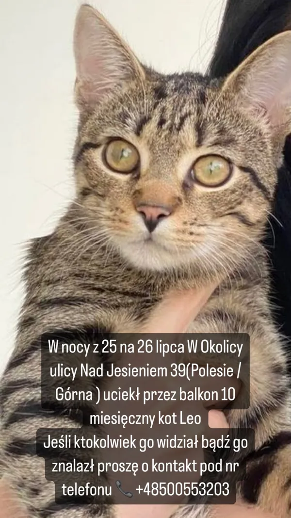 Zaginął kot, Łódź, 29 lipca 2024
