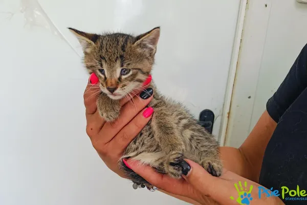 Kot do adopcji, Racławice, 24 lipca 2024 (4/5)