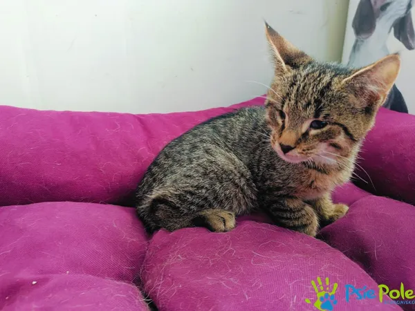 Kot do adopcji, Racławice, 24 lipca 2024 (5/5)