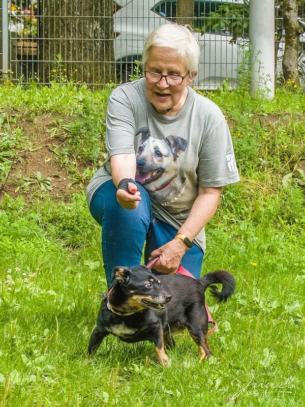 Pies do adopcji, Sopot, 30 lipca 2024 (4/5)