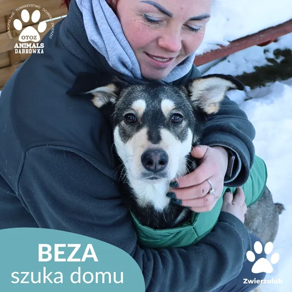Znaleziono psa, Dąbrówka, 10 lutego 2026 (1/4)