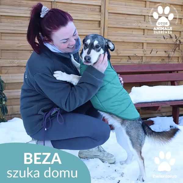 Znaleziono psa, Dąbrówka, 10 lutego 2026 (2/4)