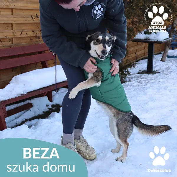 Znaleziono psa, Dąbrówka, 10 lutego 2026 (3/4)