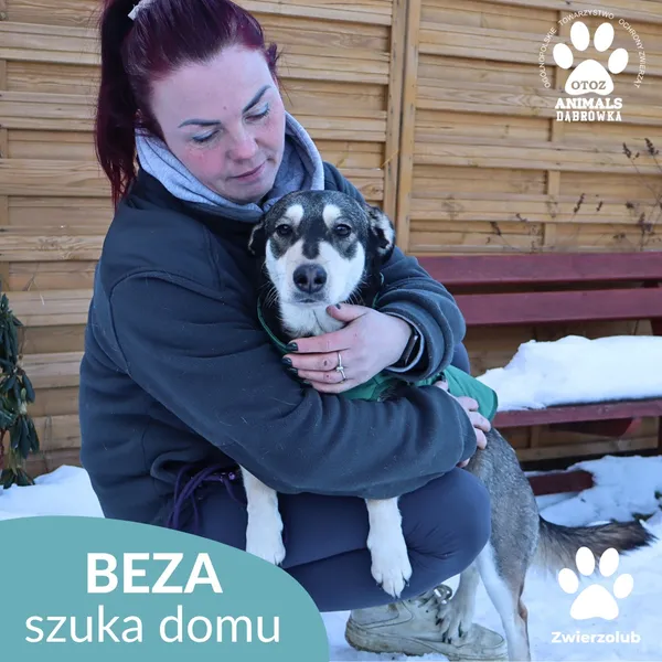 Znaleziono psa, Dąbrówka, 10 lutego 2026 (4/4)