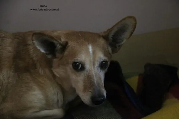 Pies do adopcji, Nowy Dwór Mazowiecki, 13 lutego 2025 (1/5)