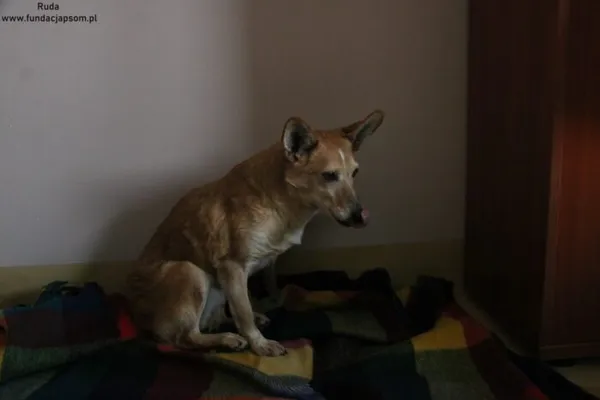 Pies do adopcji, Nowy Dwór Mazowiecki, 13 lutego 2025 (2/5)