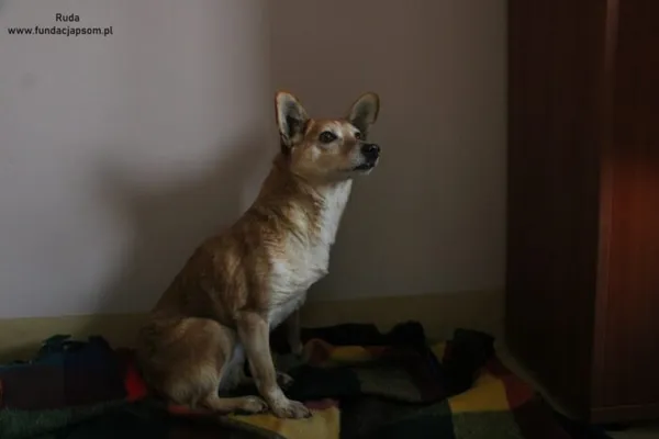 Pies do adopcji, Nowy Dwór Mazowiecki, 13 lutego 2025 (3/5)