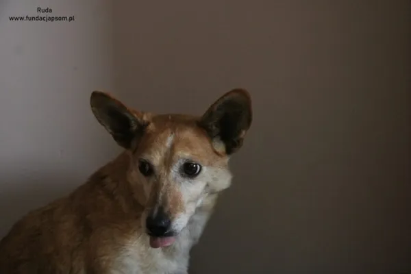 Pies do adopcji, Nowy Dwór Mazowiecki, 13 lutego 2025 (4/5)