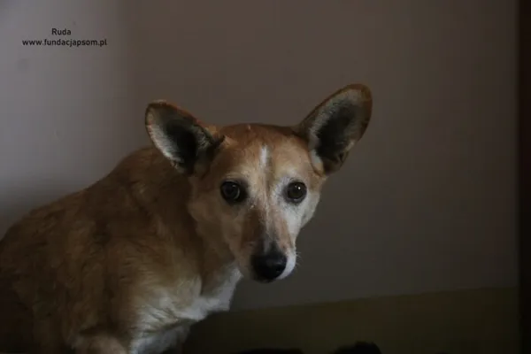 Pies do adopcji, Nowy Dwór Mazowiecki, 13 lutego 2025 (5/5)