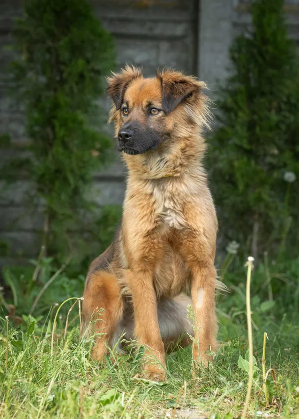 Pies do adopcji, Bełchatów, 26 marca 2024 (2/5)