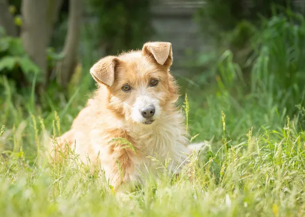 Pies do adopcji, Bełchatów, 24 lutego 2024 (1/5)