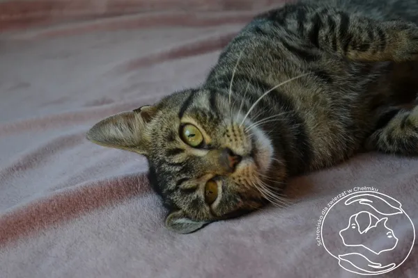 Kot do adopcji, Chełmek, 6 lipca 2024