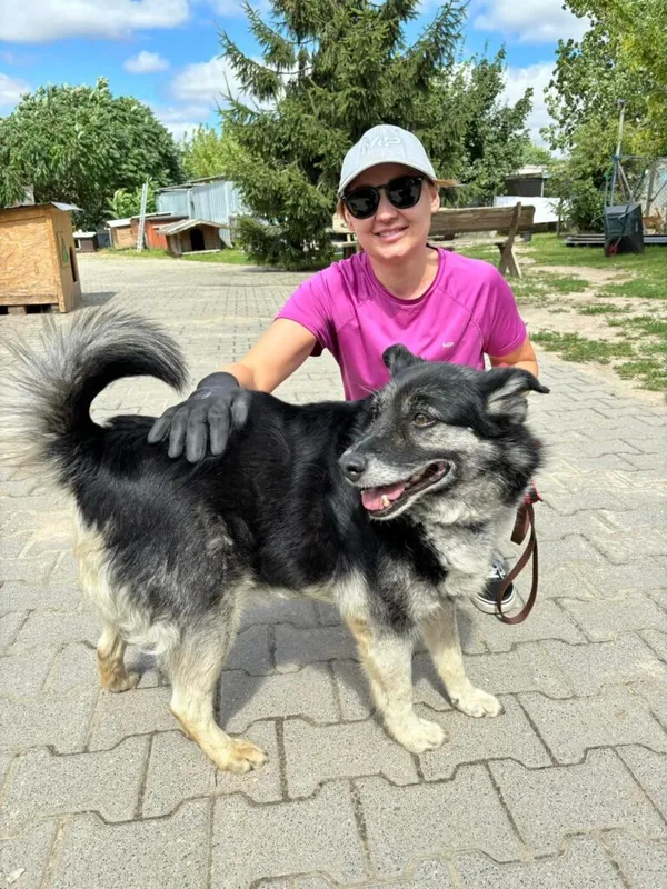 Pies do adopcji, Przyborówko, 30 lipca 2024 (2/3)