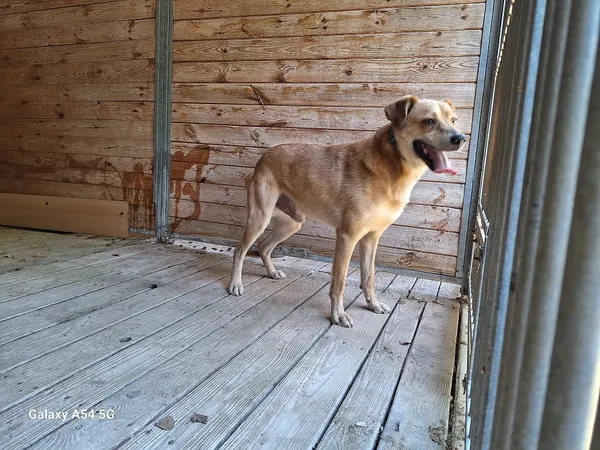 Pies do adopcji, Orzechowce, 31 lipca 2024 (2/5)