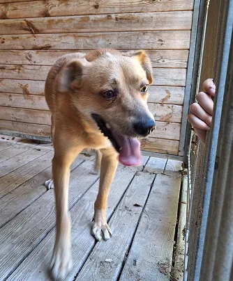 Pies do adopcji, Orzechowce, 31 lipca 2024 (4/5)