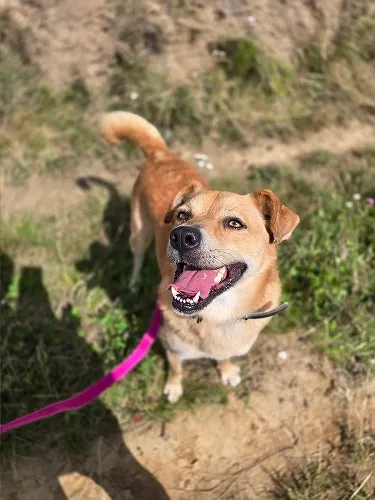 Pies do adopcji, Orzechowce, 31 lipca 2024 (5/5)