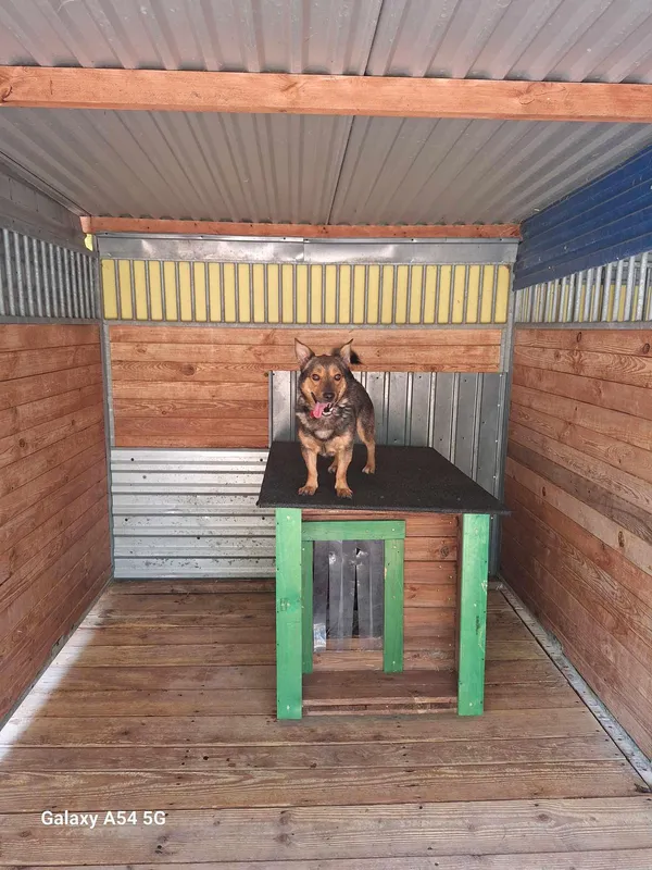 Pies do adopcji, Orzechowce, 2 sierpnia 2024 (2/5)