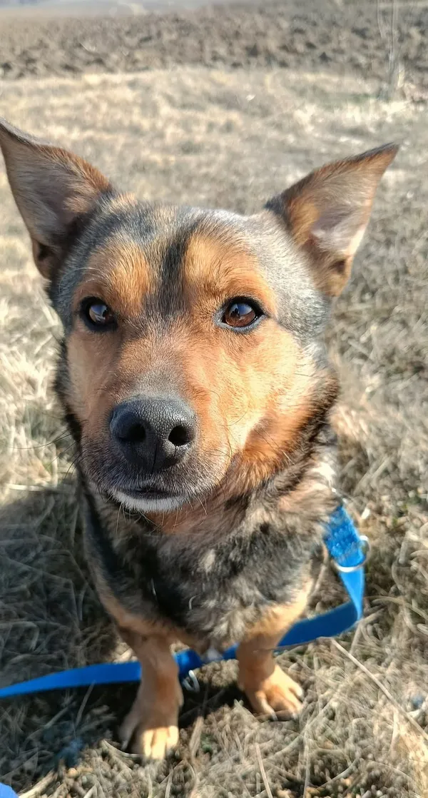 Pies do adopcji, Orzechowce, 2 sierpnia 2024 (4/5)