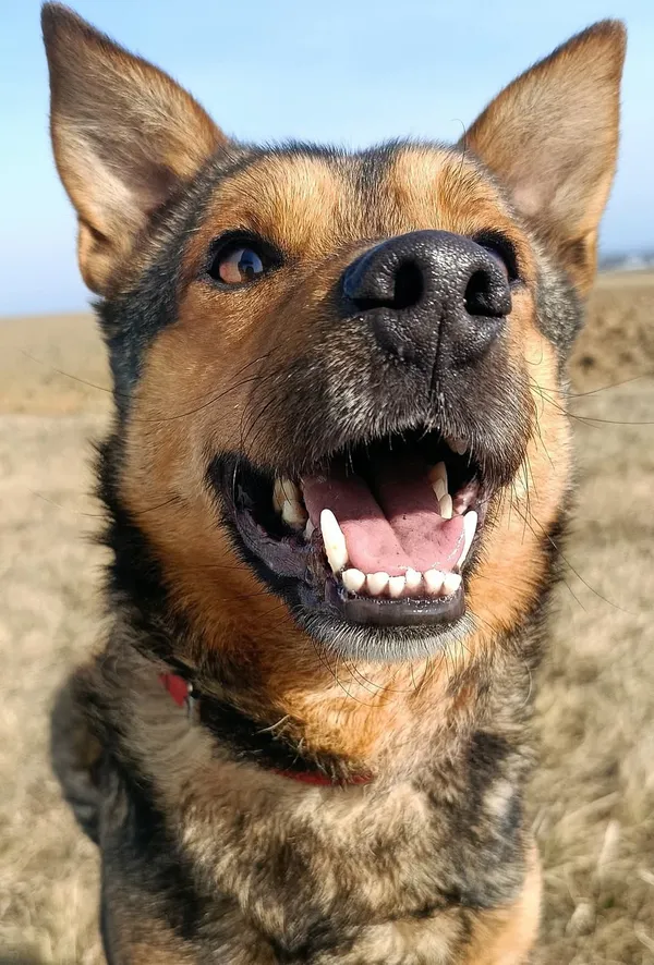 Pies do adopcji, Orzechowce, 2 sierpnia 2024 (5/5)