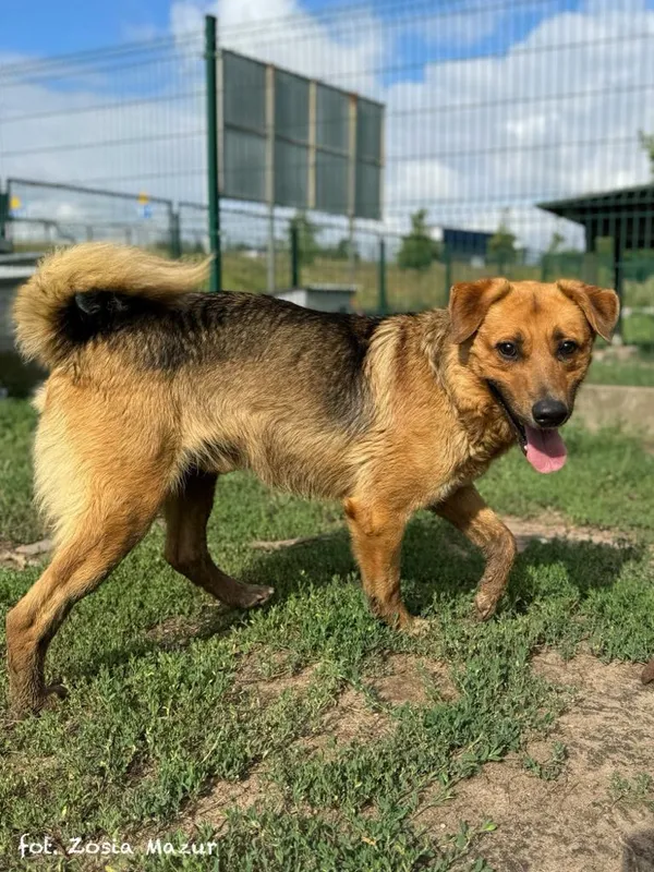 Pies do adopcji, Bydgoszcz, 3 maja 2024 (1/3)