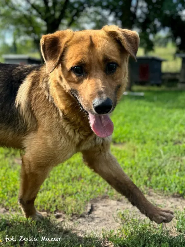 Pies do adopcji, Bydgoszcz, 3 maja 2024 (2/3)