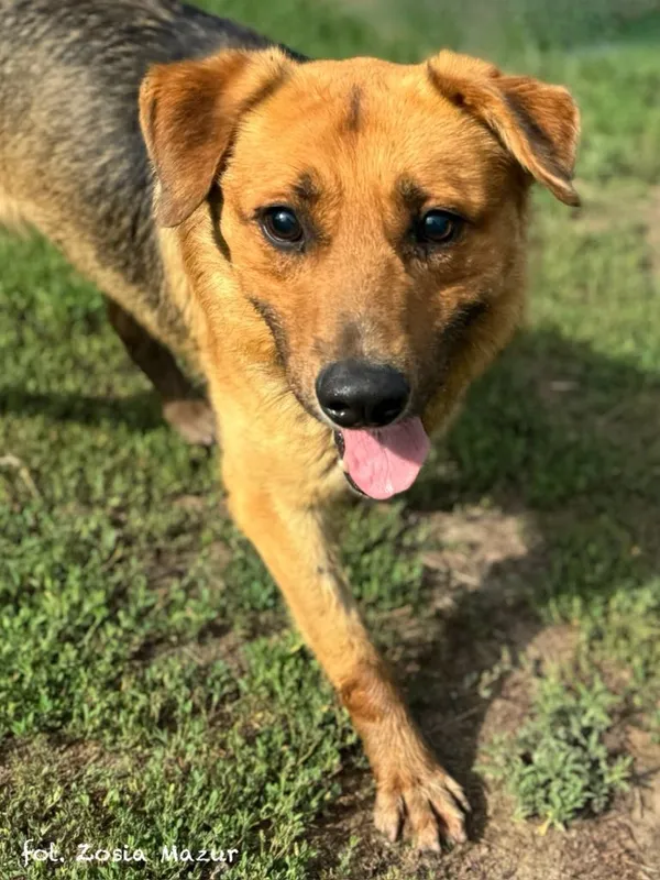 Pies do adopcji, Bydgoszcz, 3 maja 2024 (3/3)