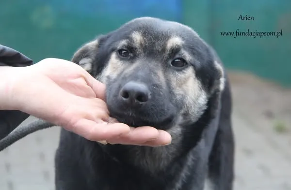 Pies do adopcji, Nowy Dwór Mazowiecki, 6 sierpnia 2024 (1/5)