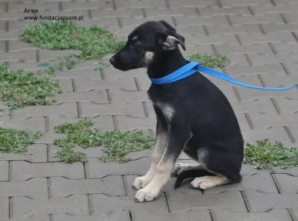 Pies do adopcji, Nowy Dwór Mazowiecki, 6 sierpnia 2024 (2/5)