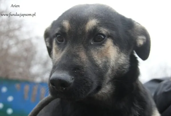 Pies do adopcji, Nowy Dwór Mazowiecki, 6 sierpnia 2024 (5/5)