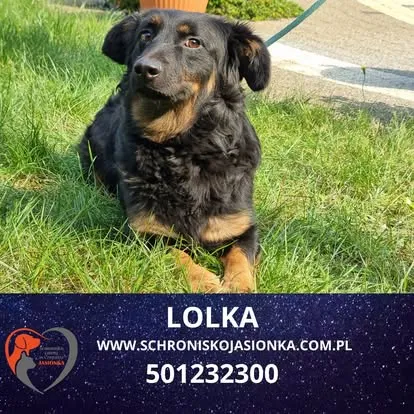 Pies do adopcji, Ciosny, 7 sierpnia 2024