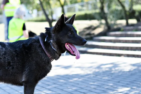 Pies do adopcji, Włocławek, 2 października 2023 (1/5)