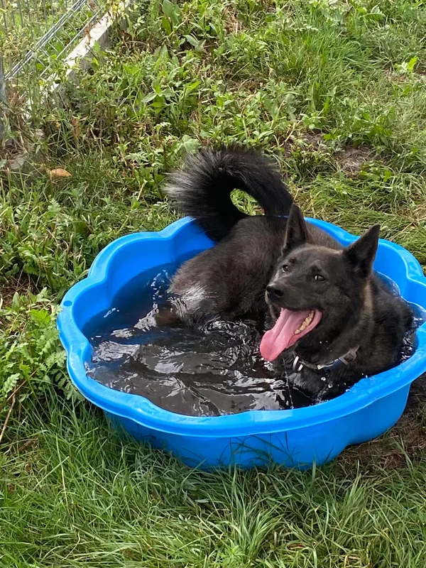 Pies do adopcji, Włocławek, 2 października 2023 (2/5)