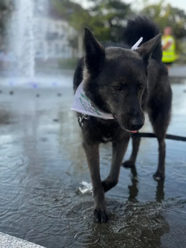 Pies do adopcji, Włocławek, 2 października 2023 (3/5)