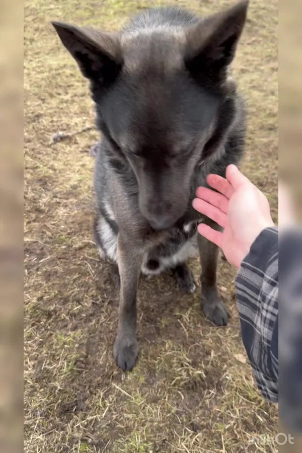 Pies do adopcji, Włocławek, 2 października 2023 (4/5)