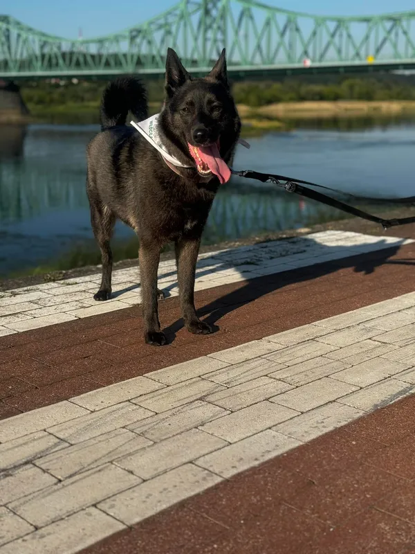 Pies do adopcji, Włocławek, 2 października 2023 (5/5)