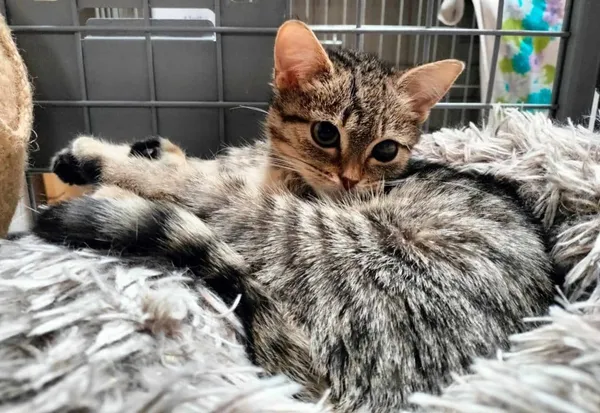 Znaleziono kota, Chojnice, 5 sierpnia 2024