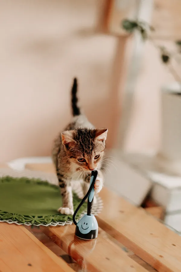 Kot do adopcji, Czartki, 8 sierpnia 2024 (1/5)