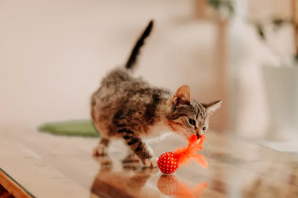 Kot do adopcji, Czartki, 8 sierpnia 2024 (3/5)