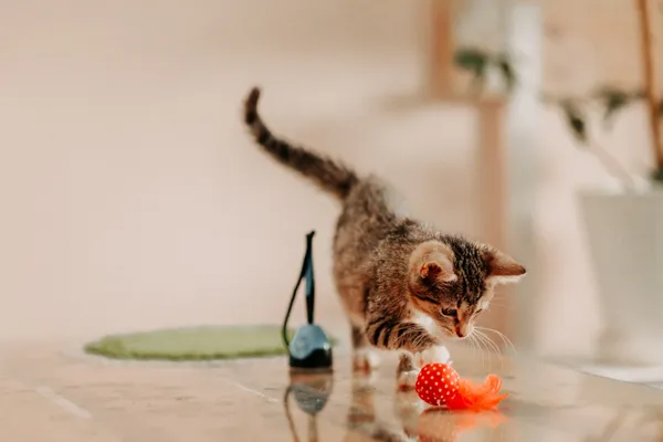 Kot do adopcji, Czartki, 8 sierpnia 2024 (4/5)