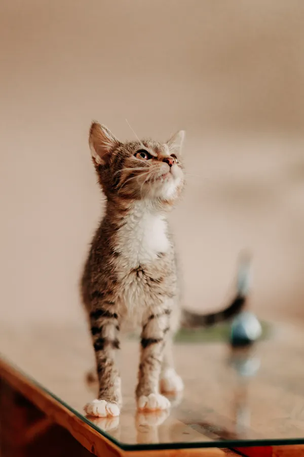 Kot do adopcji, Czartki, 8 sierpnia 2024 (5/5)