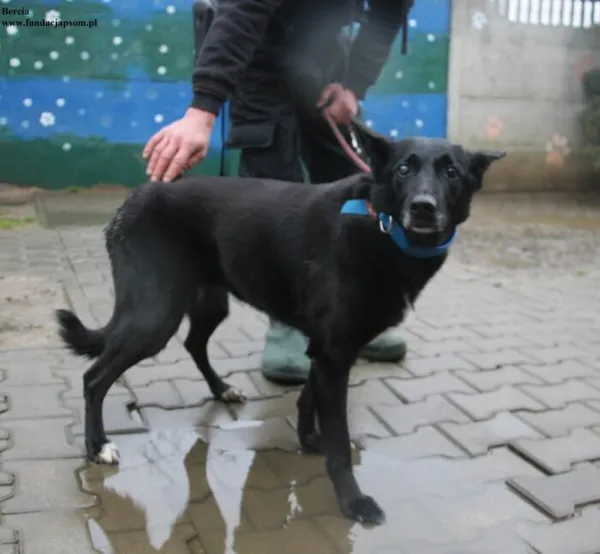 Pies do adopcji, Nowy Dwór Mazowiecki, 18 grudnia 2025 (1/5)