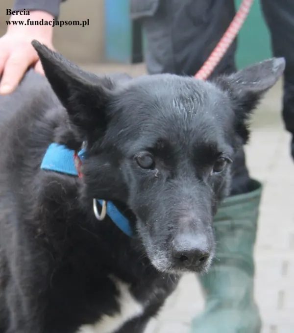 Pies do adopcji, Nowy Dwór Mazowiecki, 18 grudnia 2025 (2/5)