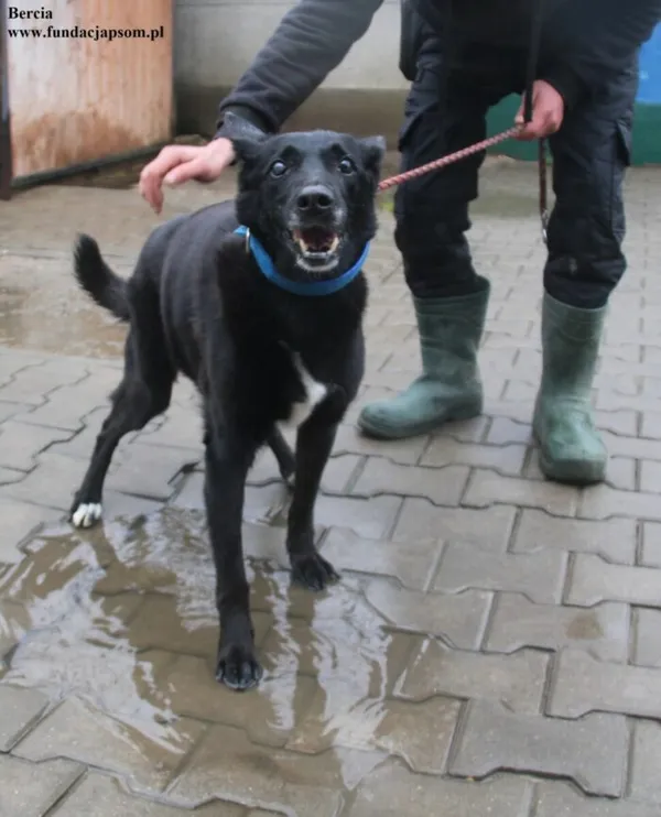 Pies do adopcji, Nowy Dwór Mazowiecki, 18 grudnia 2025 (3/5)