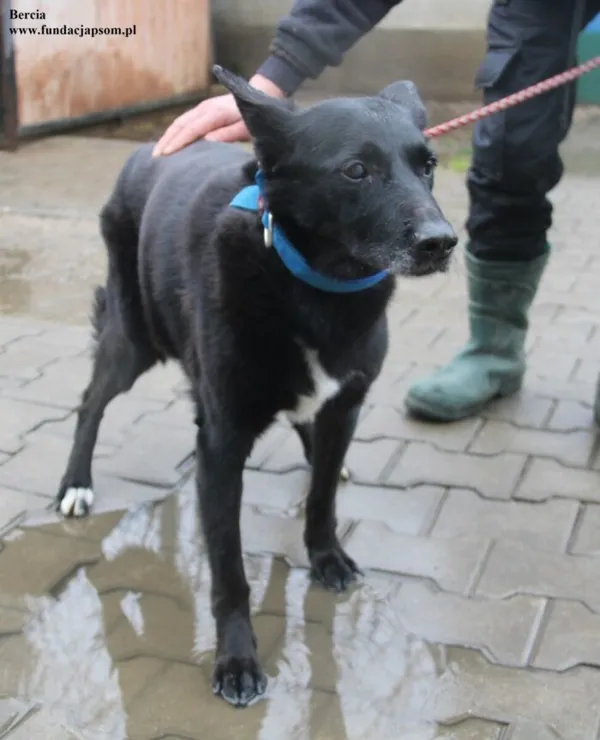 Pies do adopcji, Nowy Dwór Mazowiecki, 18 grudnia 2025 (4/5)